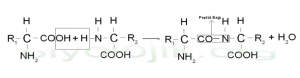 dipeptidsentezi
