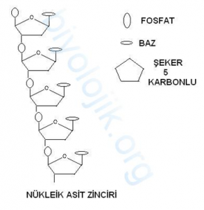 nkleik asit zinciri