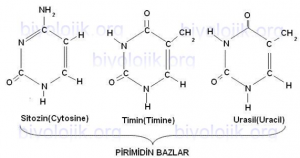 pirimidin