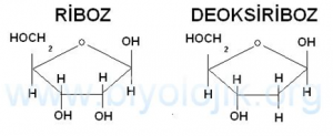 riboz deoksiriboz