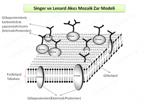 singervelenardakicimozaikzarmodeli